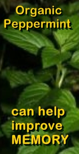 Ormus Minerals Organic Peppermint helps improve memory Ormus Minerals Organic Peppermint helps improve memory